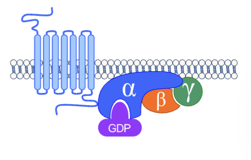 <p>gaunine nucleotide-binding receptors (also known as molecular switches or effectors)</p><p>they are the intermediary proteins in signal transduction</p>