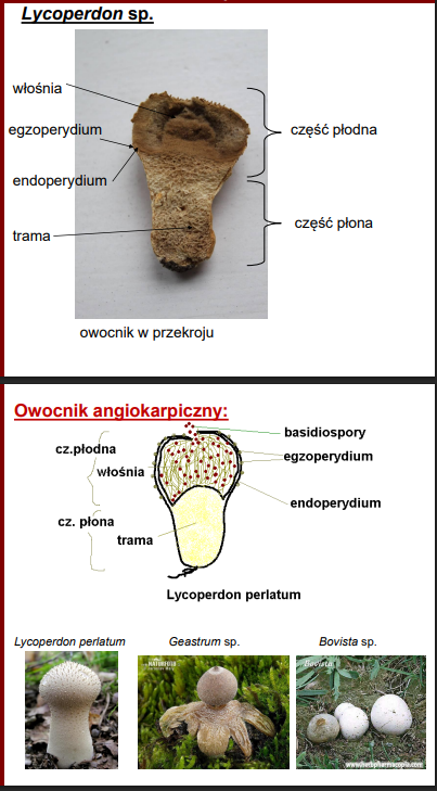 <p>-zarodniki są zamknięte w środku (przez perydium)<br>-zarodniki osadzone są na włośni (grubościenne filamenty)</p><p>-na zdj. <em>Lycoperdon </em>sp.</p>