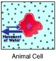 <p>You know that this cell is in a(n) ____ solution because it ____</p>
