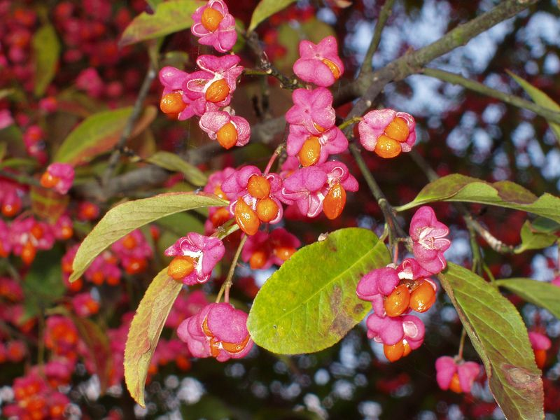 <p>brslen evropský </p>