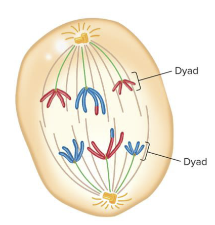 <p>The separation and migration of the two pairs of sister chromatids within a bivalent from each other occurs in which stage of meiosis?</p>