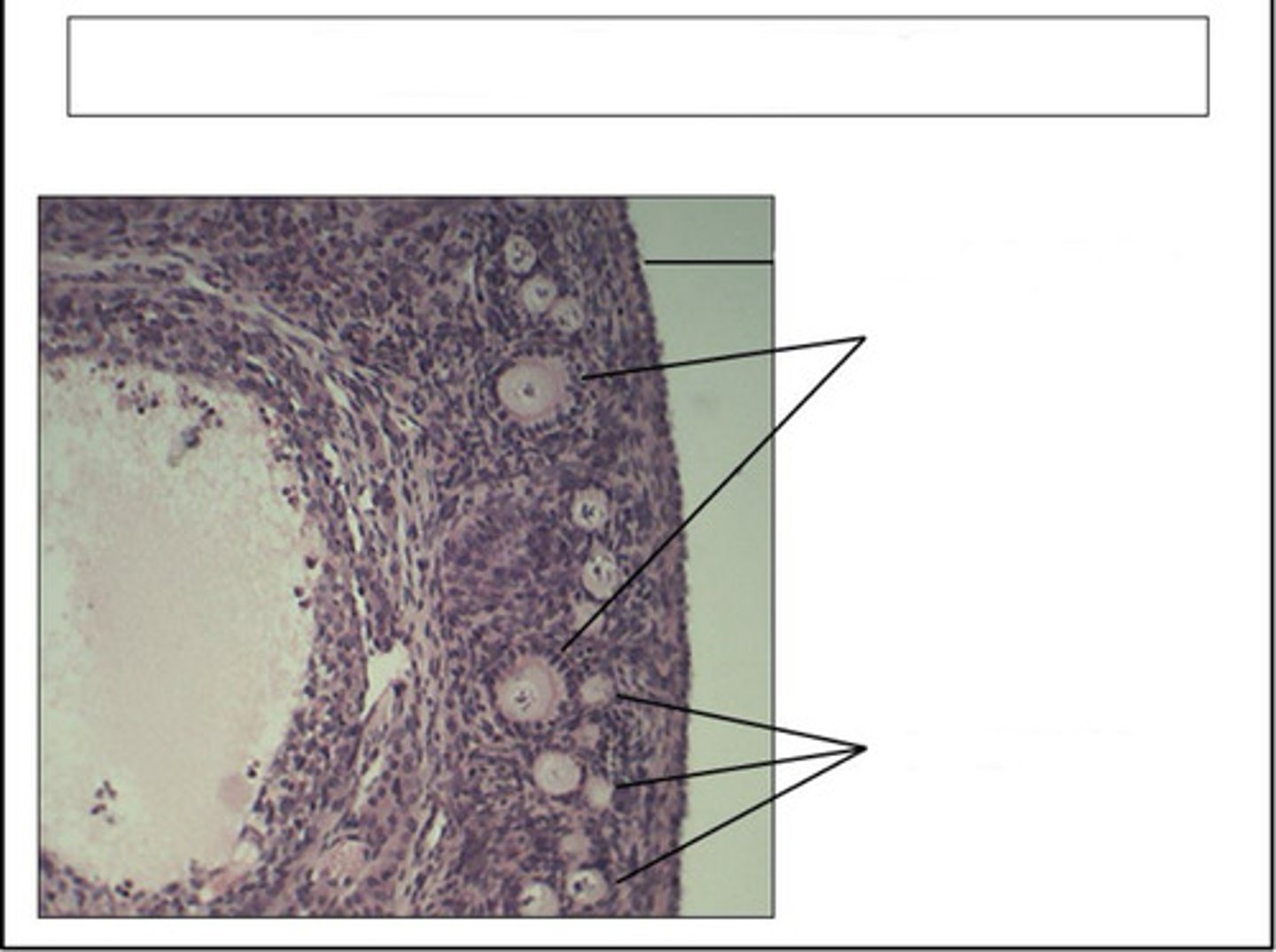 <p>identify this organ</p>