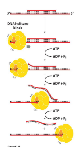 <p>Unwinding by helicase</p>