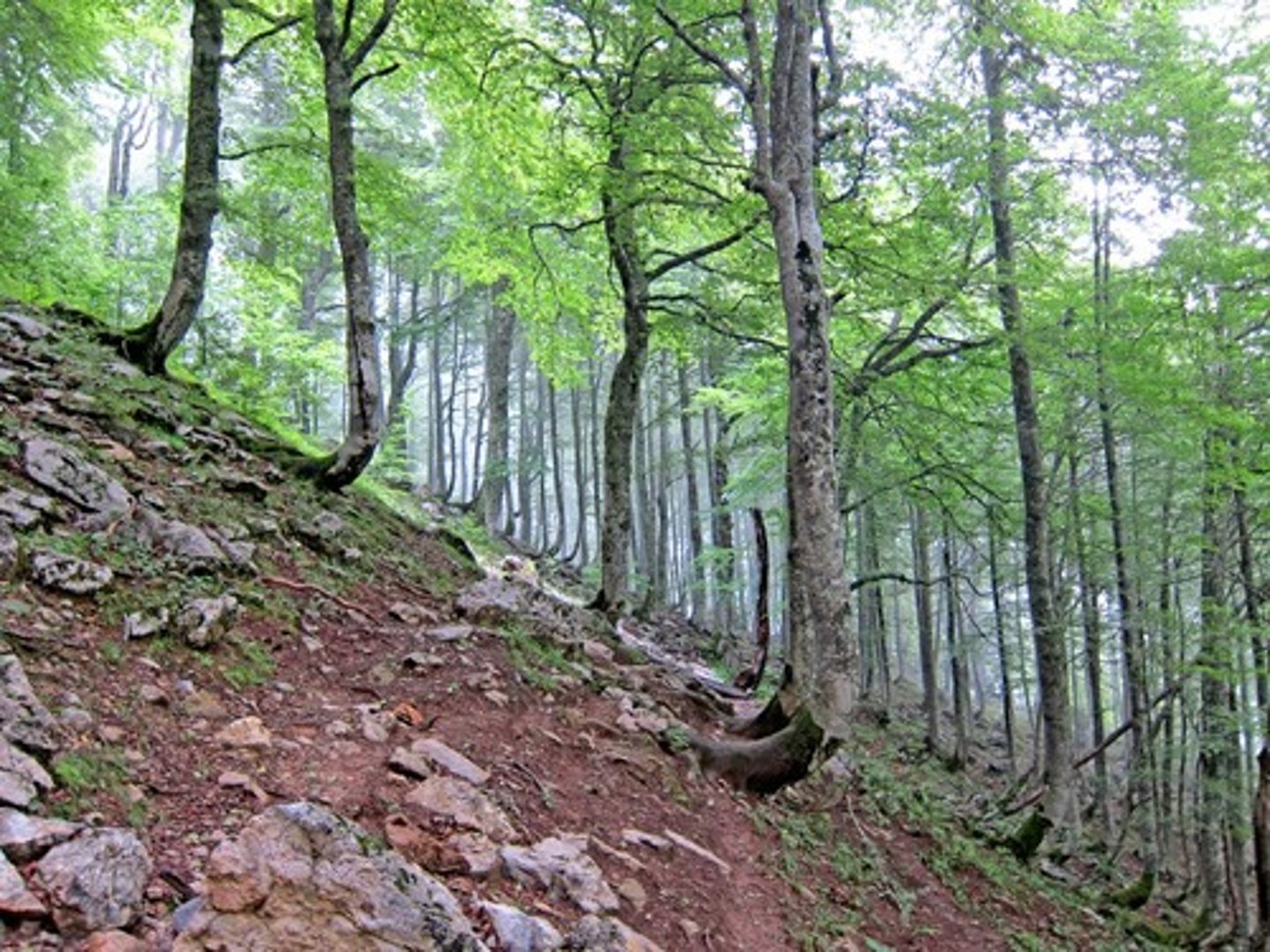 <p>Type of Wind Erosion, Small soil particles roll or slide while maintaining contact with the ground.</p>
