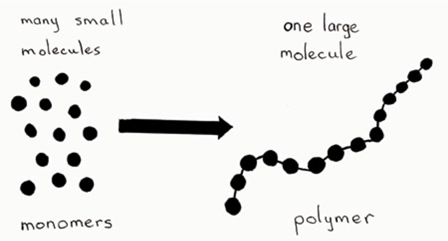 <p><span><span>Nearly all biomolecules consists of building blocks known as _____ which form ______.&nbsp;</span></span></p>