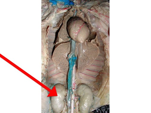 -Where the Excretory System Begins
-Where the blood is processed to remove its load of metabolic waste
_Looks like bumps near the spinal chord and are covered by the peritoneum which lines the abdominal cavity