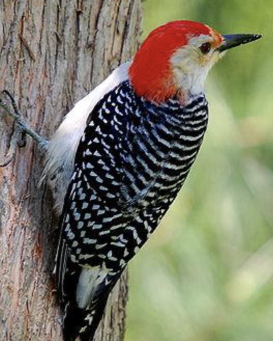 <p>what is this bird </p>