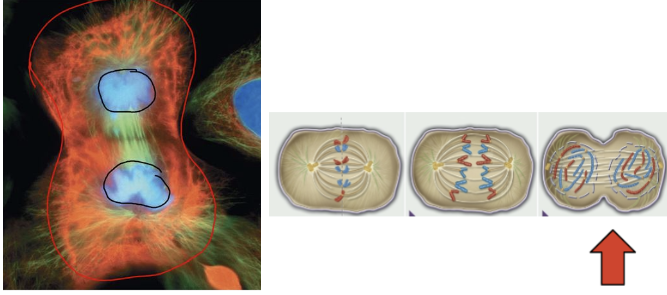 <ul><li><p>chromosomes de-condense back into chromatin</p></li><li><p>nuclear envelope re-forms, making 2 nuclei</p></li><li><p>spindle microtubules break down/depolymerize</p></li><li><p>nucleoli re-appear, making ribosomes</p></li><li><p>rebuilding of interphase cytoskeleton</p></li></ul><p></p>