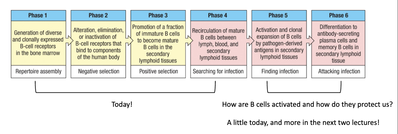 <ul><li><p>Next topic is <strong>B-cell activation</strong>:</p><ul><li><p>How B cells <strong>find antigen</strong></p></li><li><p>How they become <strong>activated</strong></p></li><li><p>How activated B cells <strong>communicate with T cells</strong></p></li><li><p>How they initiate an antibody response</p></li></ul></li></ul><p></p>