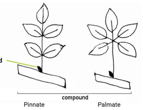 <p>Compound leaf division</p>