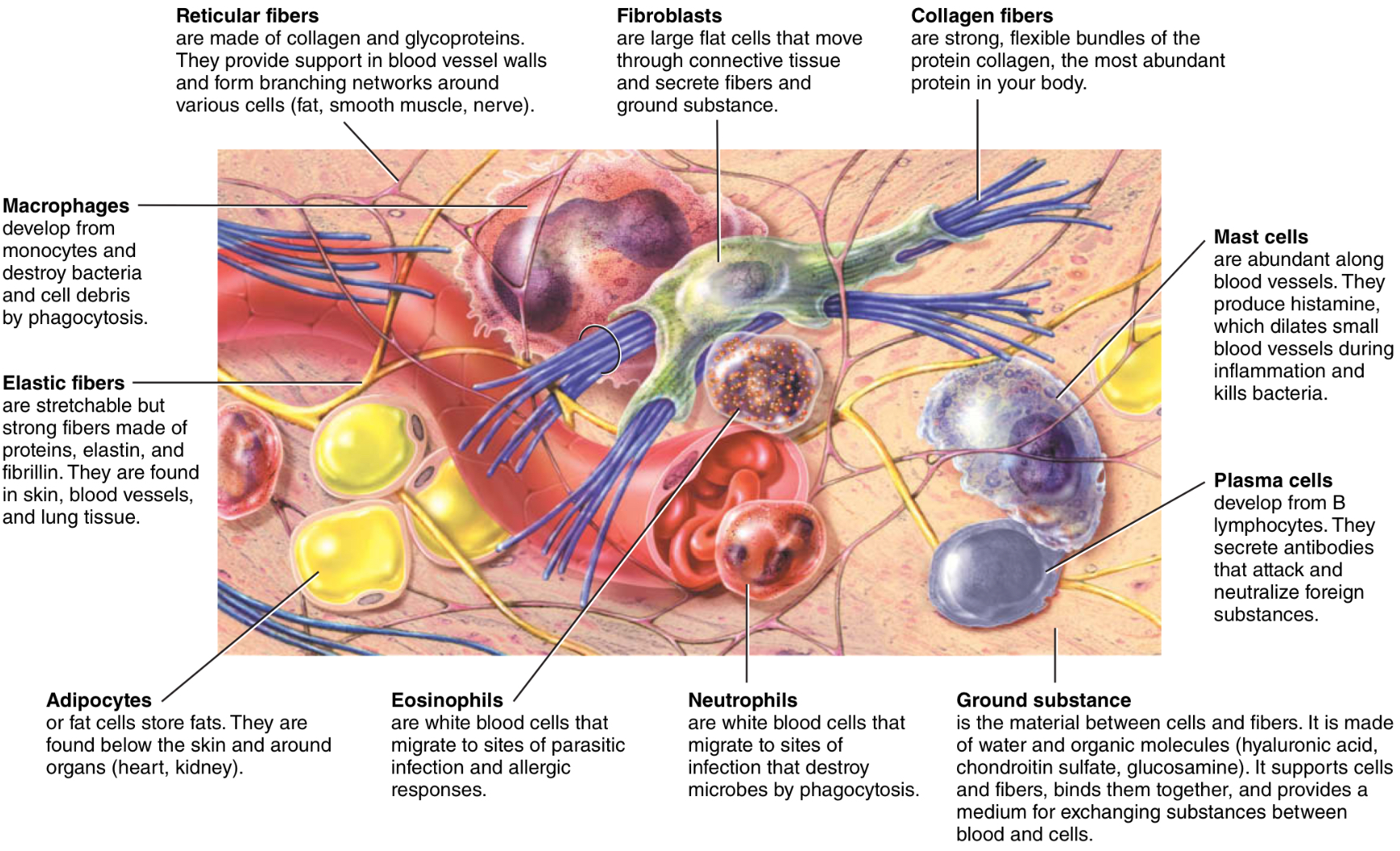 <p>What are the cells of CT?</p><p>What are their functions? </p>