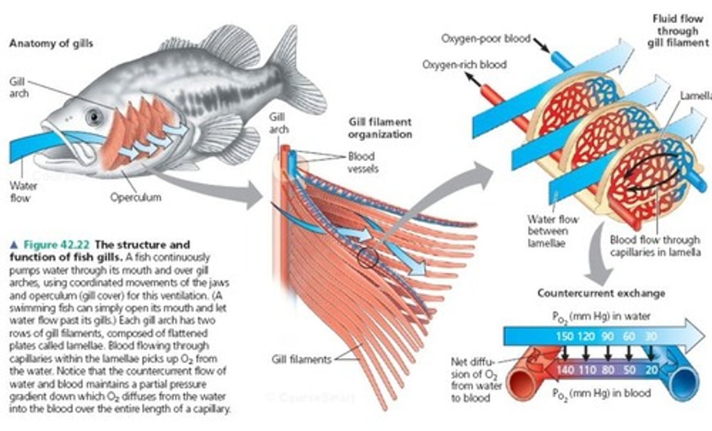 <p>- the opposite flow of adjacent fluids that maximizes transfer rates</p><p>(in fish)</p><p>- Blood flow in the gill capillary and they move their gills so that the water coming goes over the gills in the opposite friction</p><p>-Much more efficient</p><p>-Delivers more oxygen from the same amount of water compared to concurrent; gas exchange is enhanced</p><p>- Always more oxygen in water than in capillary</p>