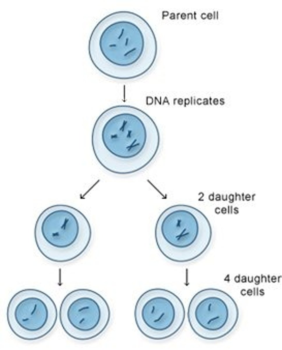 <p>Final product: 4 haploid daughter (n) cells not identical to the mother cell<br><br>A cell division in which the genetic information in the new cells is not identical to that of the original cell, "scrambles genetic information".<br><br>It results in cells with half the chromosomes of the parent cell, produces 4 daughter haploid cells, genetically variable and used in reproduction</p>