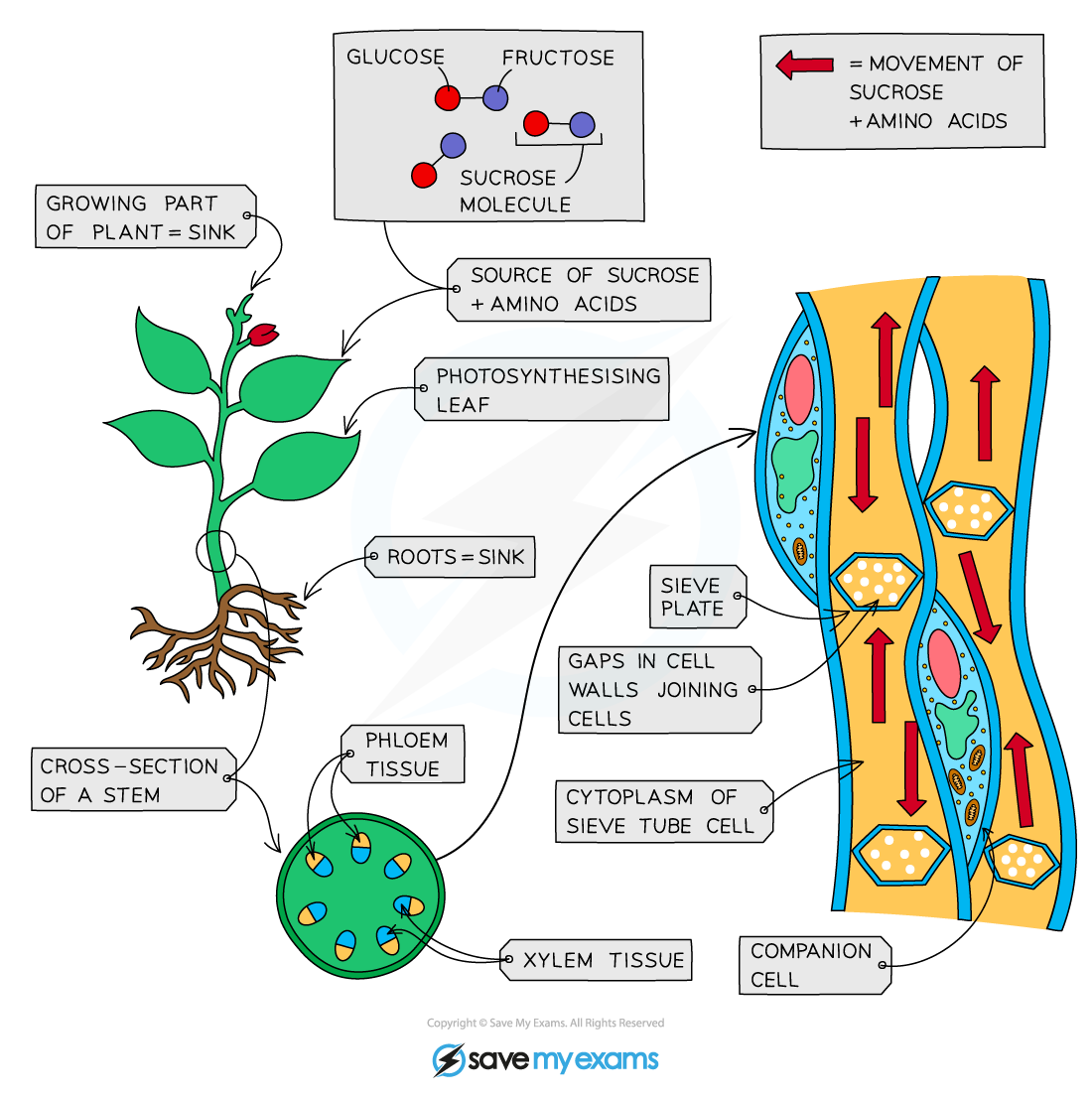 <p>The movement of sucrose and amino acids in the phloem from sources to sinks</p>