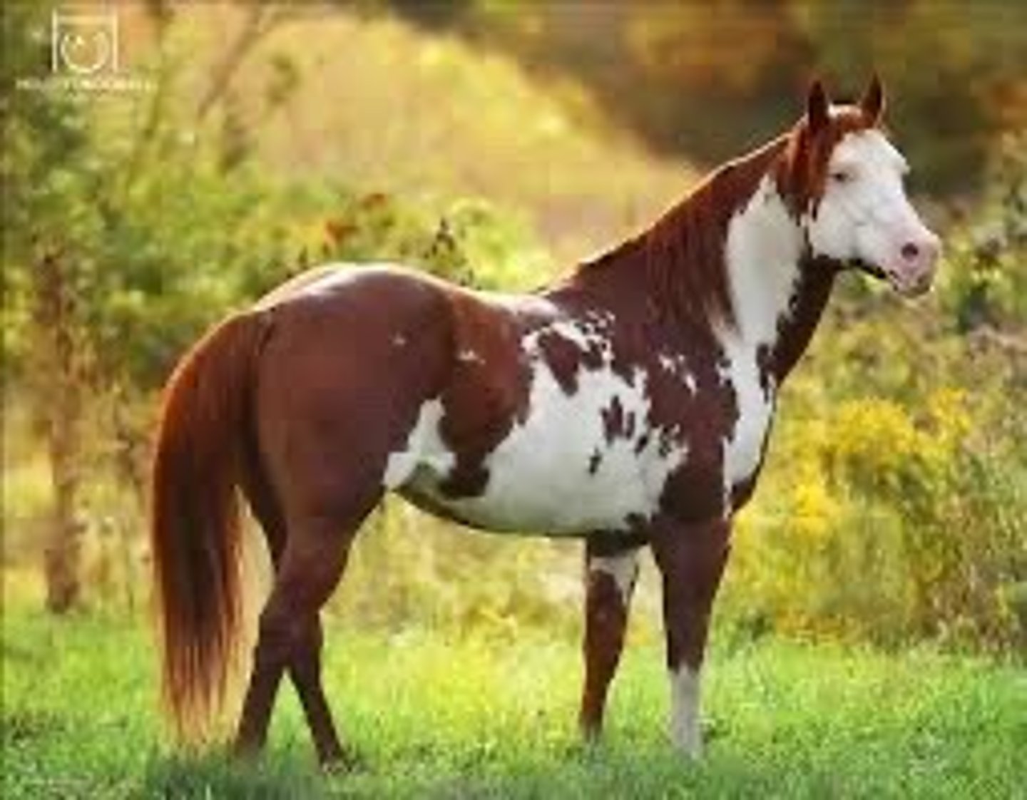 <p>American Paint Horse</p>