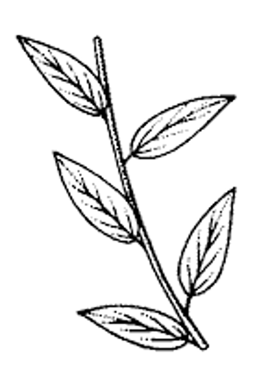 <p>1 leaf per node</p>