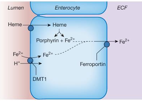 <ol><li><p>ionized iron Fe2+ is actively absorbed by apical co-transport with H+ on the divalent metal transporter 1(DMT1)</p><ul><li><p>inside the cell, enzymes converts heme iron into Fe2+</p></li></ul></li><li><p>both pools of ion leave the cell in the transporter ferroportin</p></li></ol><p>Iron uptake by the body is regulated by hepcidin.</p>