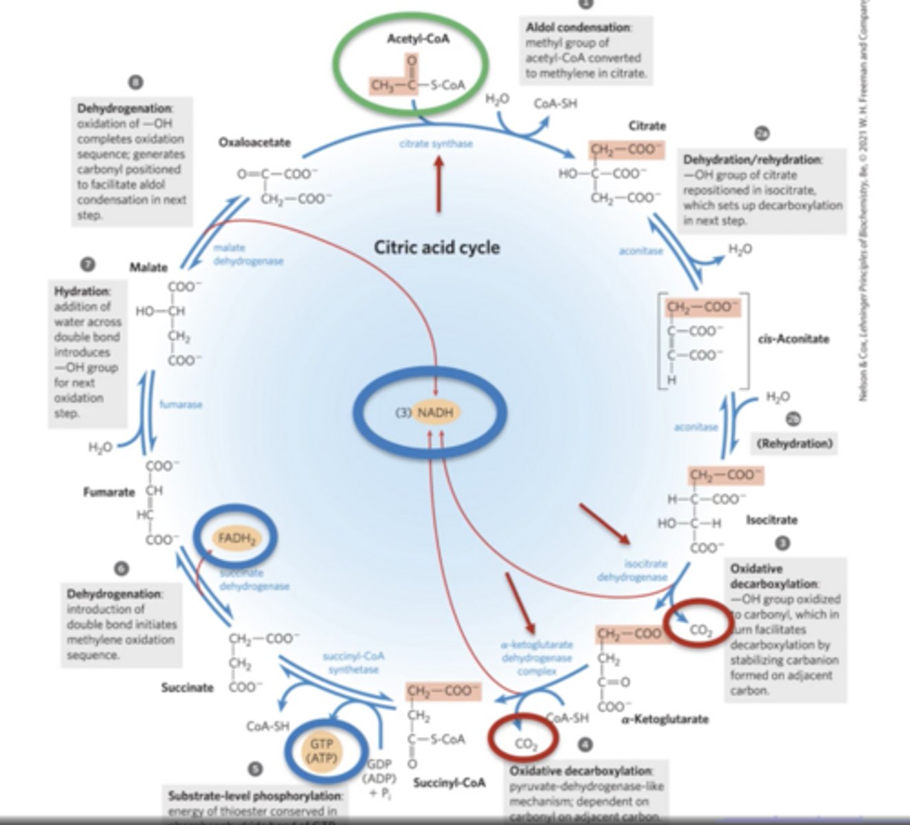 <p>- Acetyl CoA enters cycle, come out as Co2</p><p>- 1st half: 3 irreversible steps occur 1,3,4</p><p>- Only goes in 1 direction</p>