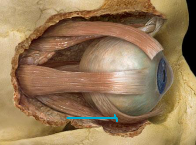 <p>what muscle?</p>