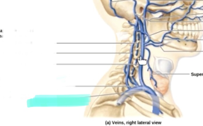 <p>Brachiocephalic vein</p>