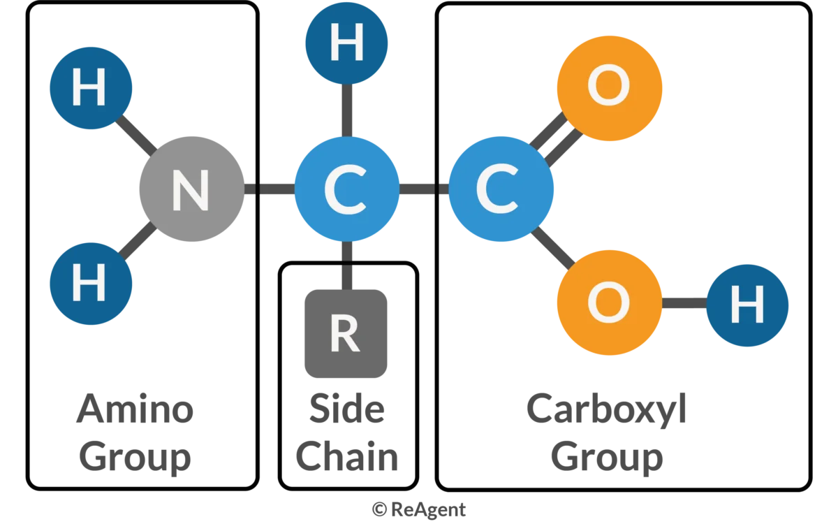 <ul><li><p>central carbon with hydrogen attached</p></li><li><p>amino group</p></li><li><p>carboxyl group</p></li><li><p>varying R group (hydrophobic/non-polar, ions, disulfide bridges, polar/hydrophillic)</p></li></ul><p></p>