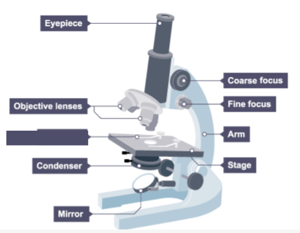 <p>Name the missing label on the microscope.</p>