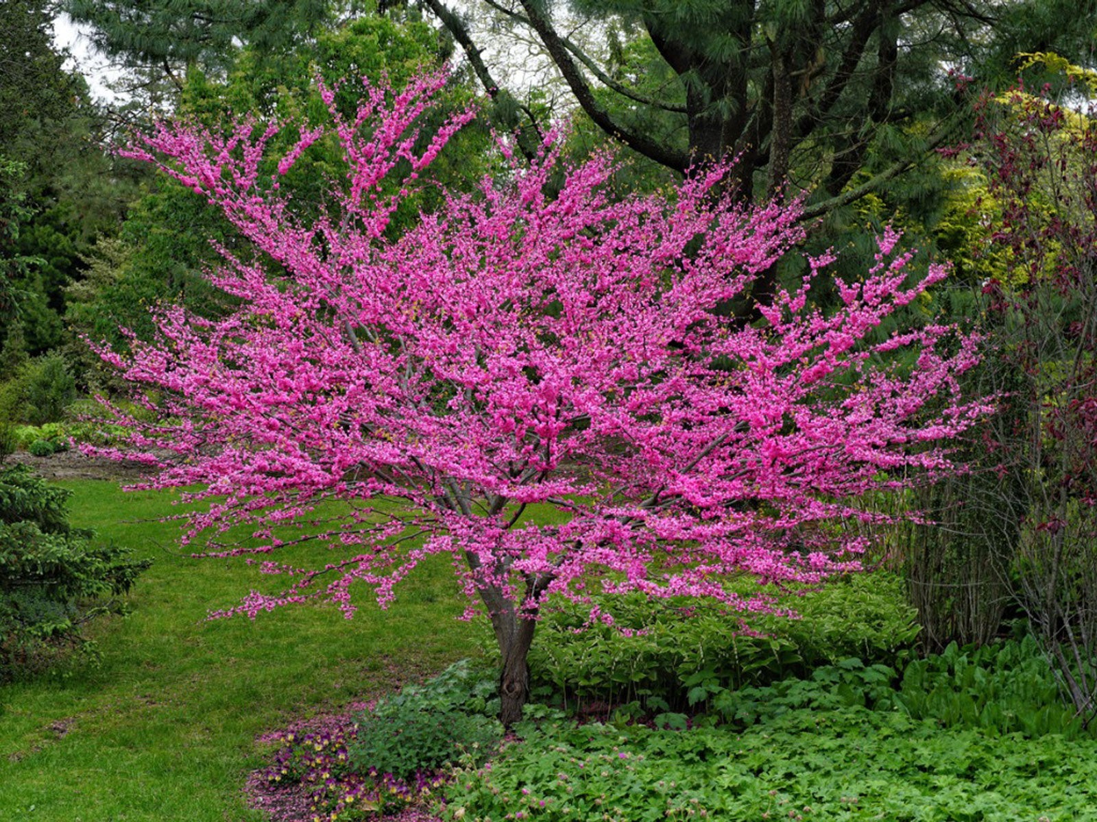 <p>Redbud</p>