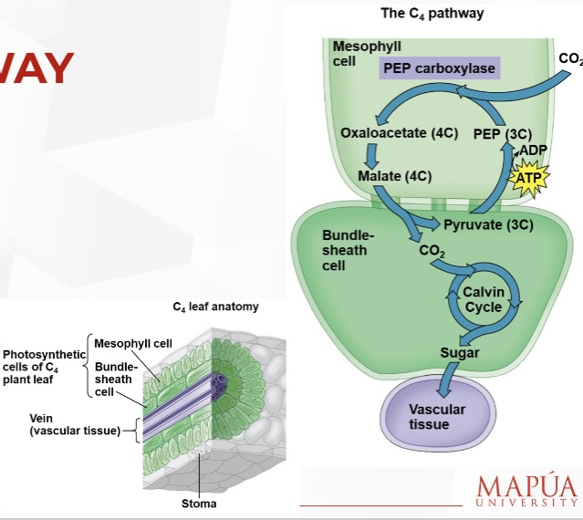 <p>They incorporate CO2 into four-carbon compounds in mesophyll cells.</p>