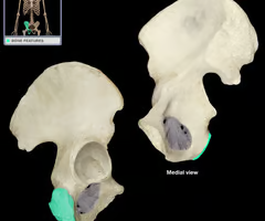 Large rounded projection; may be roughened