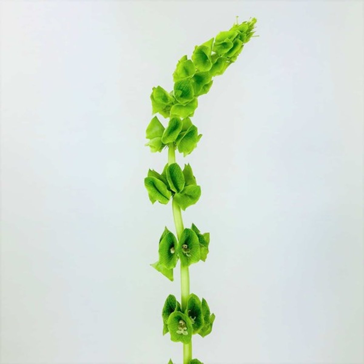<p>Moluccella; Line</p>