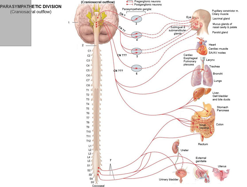 <p>Where does CN III synpase</p>