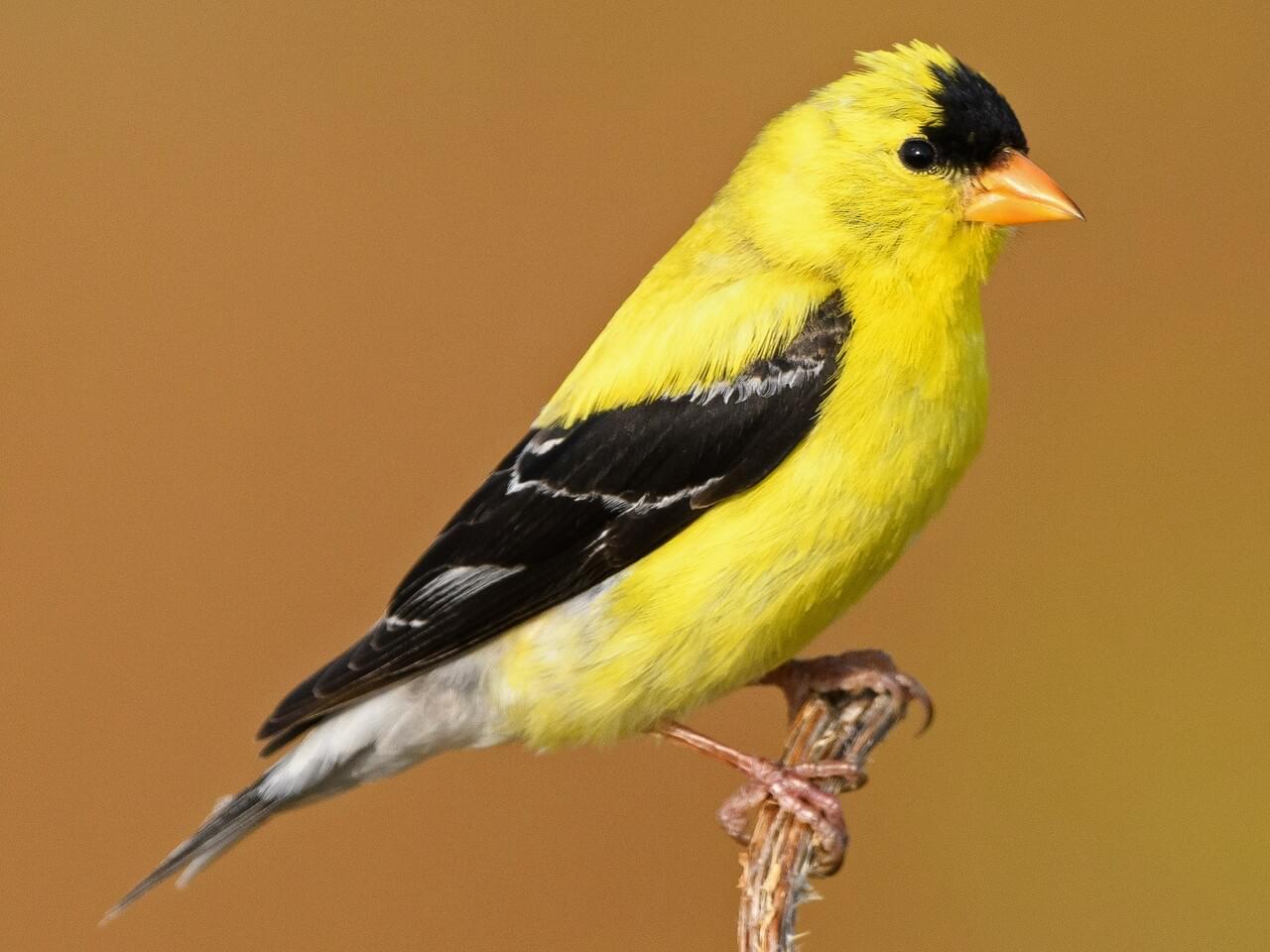 <p>Breeding male bright yellow with black cap &amp; wings; winter plumage dull brown; undulating flight.</p>