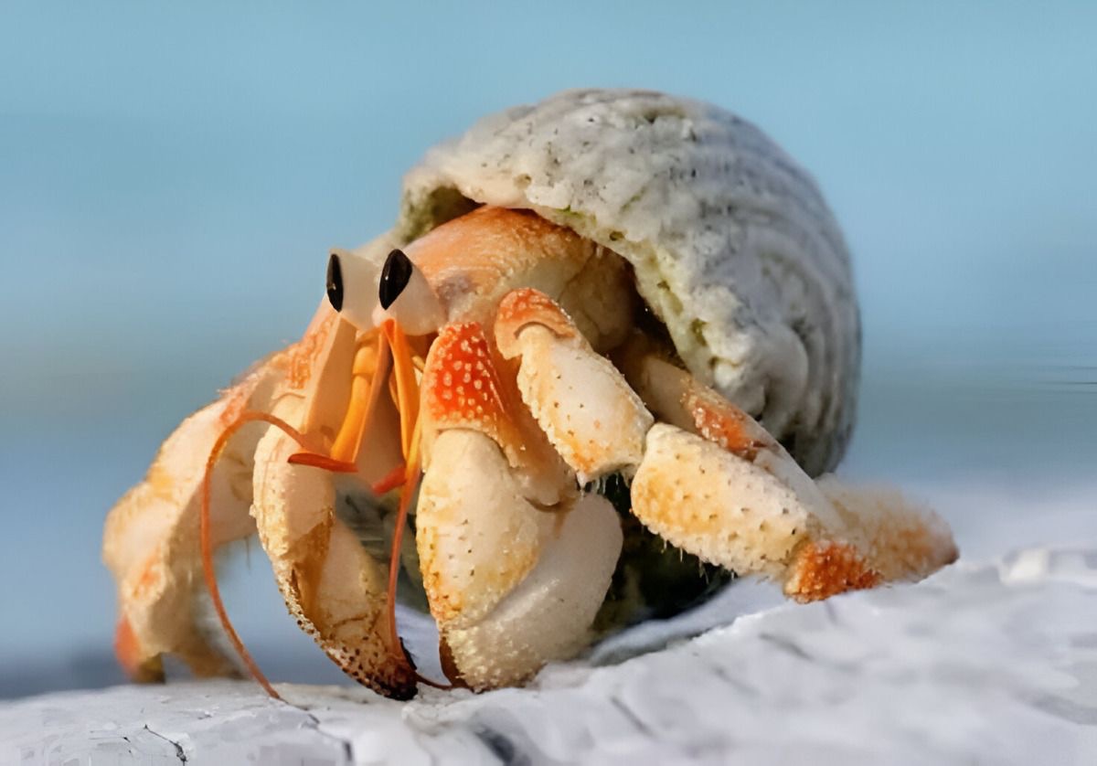 <p>Hermit crab</p>