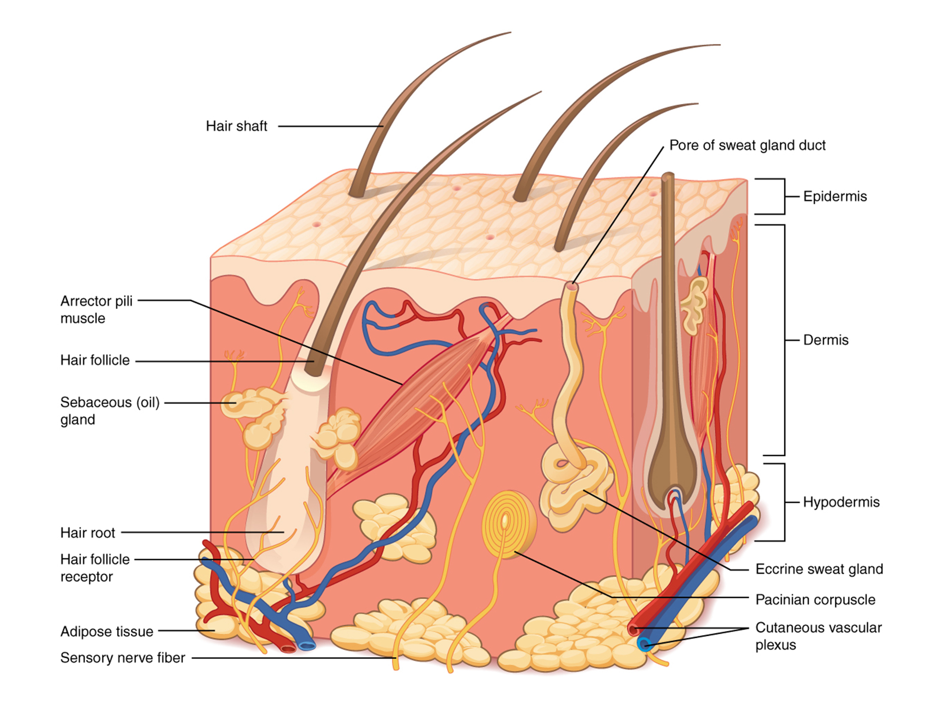 <p>epidermis (epithelial cells + protective shield) and dermis (connective tissue + bulk tought/leathery layer)</p>