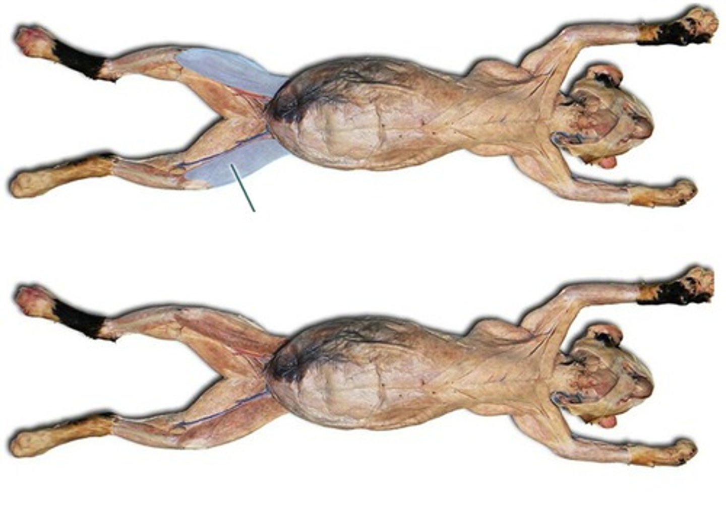 <p>-flatten band</p><p>-originates- crest of ilium</p><p>-inserts- upon tibia and patella</p><p>function: abducts and rotates the thigh and extends the knee</p>