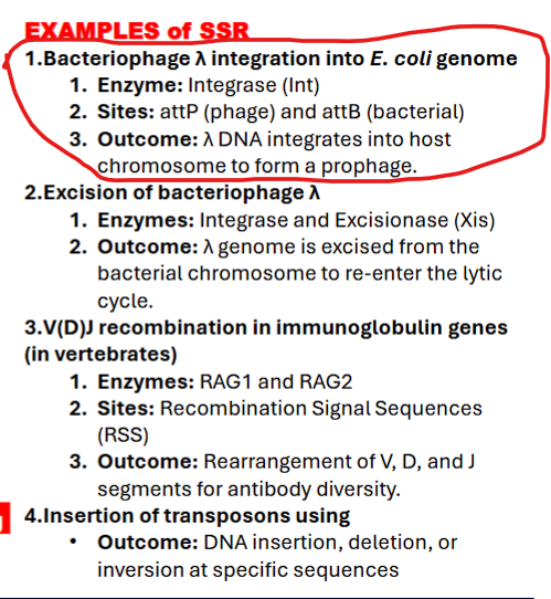 <p>what are examples of SSR (bacteriophase lambda integration into e.coli mechanism)? </p>