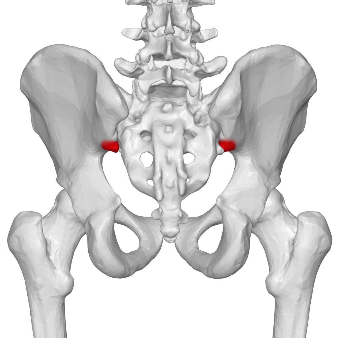 <p>Coxal Bone: Landmark</p>