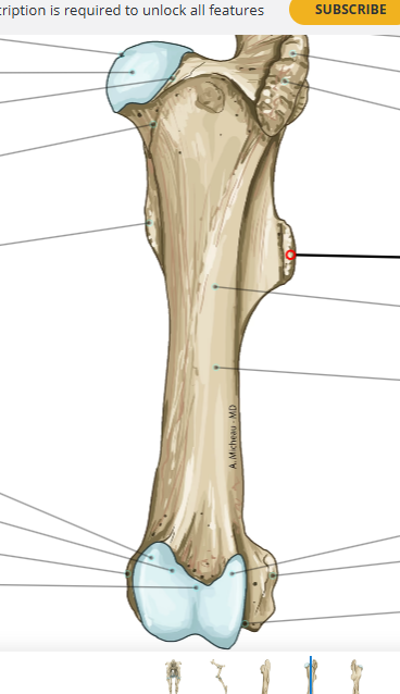 <p>På denna kraniala bild, vad är markerat? Vilka djur har den?</p>