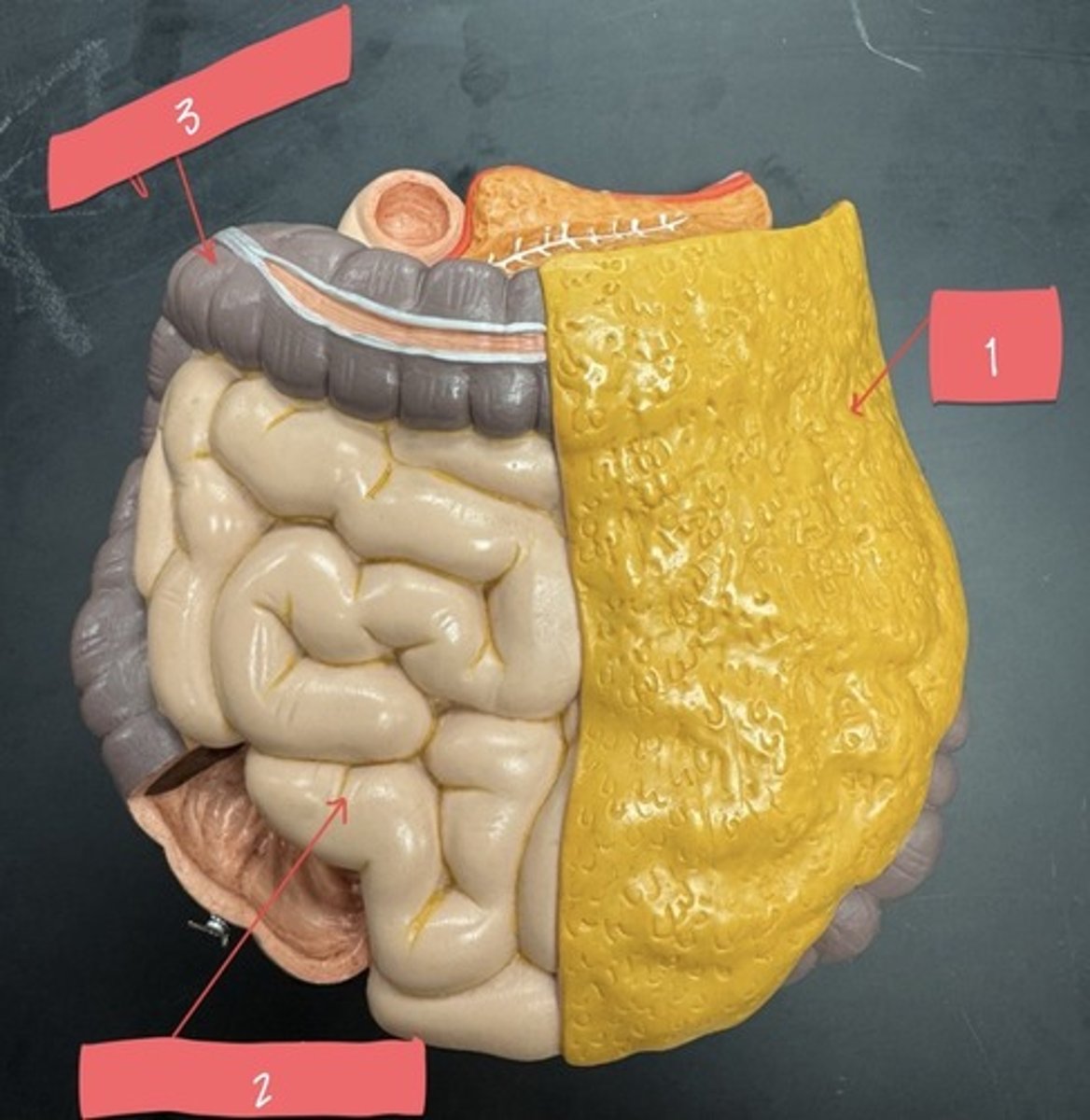 <p>What component of the digestive system is 1?</p>