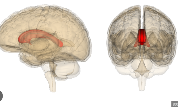 nerve fibers that connect right and left hemispheres 