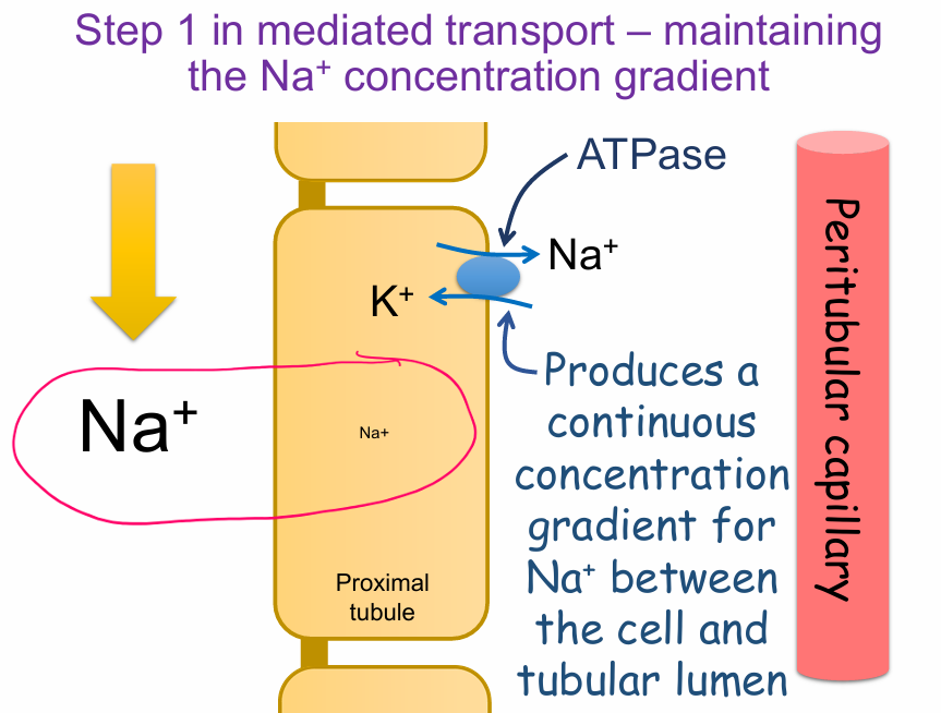 <p>maintaining the Na+ concentration gradient</p><ul><li><p><strong>Na⁺/K⁺ ATPase pump</strong> uses ATP to actively transport Na⁺ out of the proximal tubule cell into the <strong>peritubular capillary</strong>.</p></li><li><p><strong>K⁺ is transported into</strong> the cell in exchange for Na⁺.</p></li><li><p>This maintains a <strong>low intracellular Na⁺ concentration</strong>.</p></li><li><p>Creates a <strong>continuous Na⁺ concentration gradient</strong> between the <strong>tubular lumen</strong> and the cell.</p></li><li><p>This gradient drives <strong>mediated transport processes</strong>, such as <strong>Na⁺-glucose cotransport</strong>.</p></li></ul><p></p>