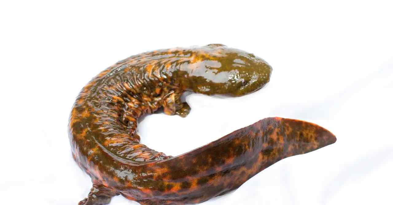 <p>11.5 to 20 inches long. Small eyes in a large flattened head, slimy skin secretions, and loose folds of skin along the sides of the body contribute to the bizarre look of this salamander.&nbsp; &nbsp;</p><p>Coloration: Usually gray, it can vary yellowish-brown to nearly black and can also exhibit scattered and irregular spots that can be dark or light in color.</p>