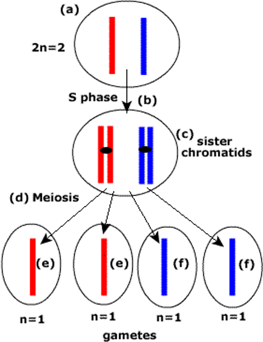<p>Meiosis is known as a reduction division as the parent cell is diploid and the daughter cells are haploid and meiosis reduces the number by half, in the nucleus of the daughter cells.</p>