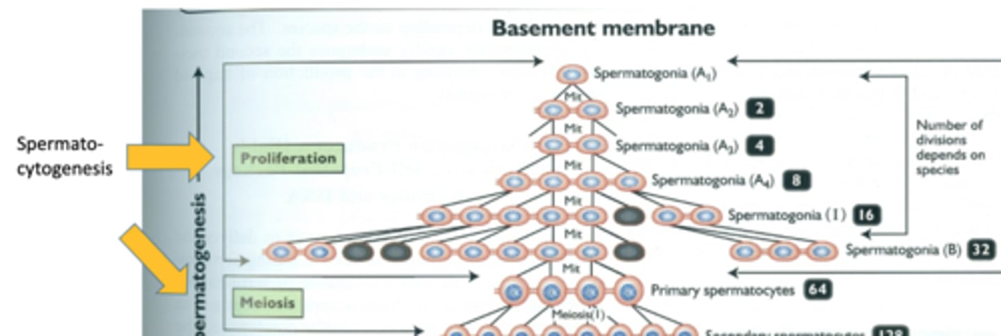 <p>first stage of spermatogenesis</p><p>spermatogonia >> spermatocytes >> spermatids</p>
