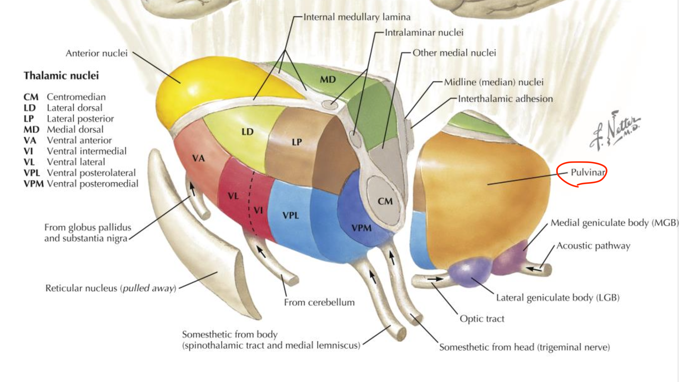 <p>Pulvinar nucleus</p>