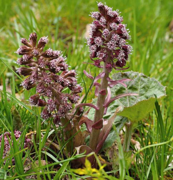 <p>Devětsil lékařský</p>