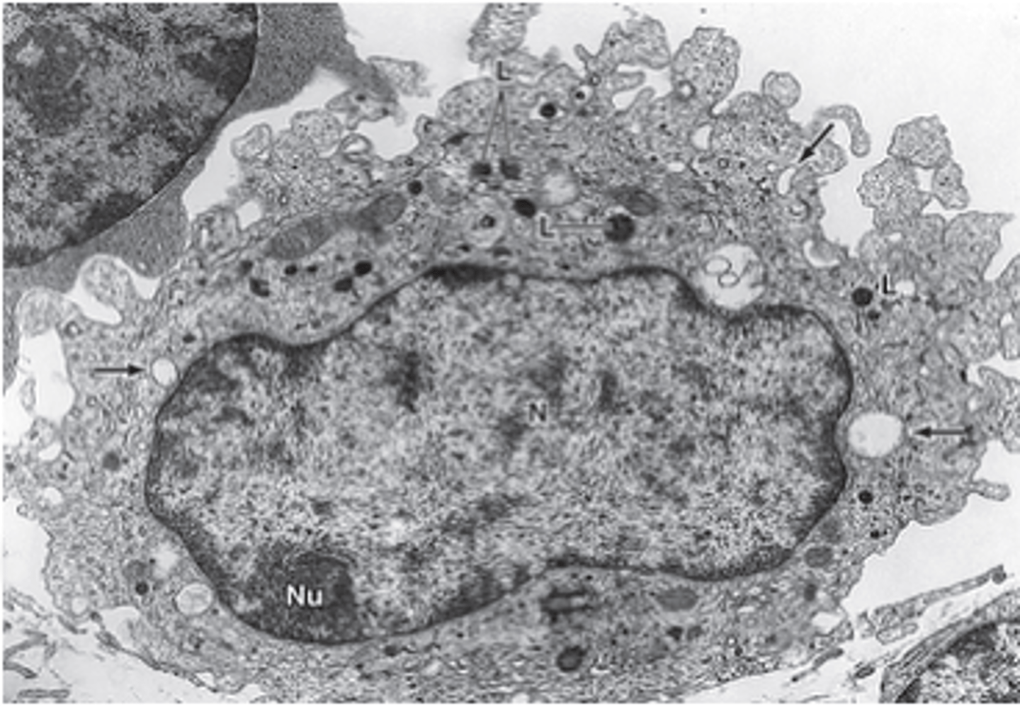 <p>What is the main function of macrophages?</p>