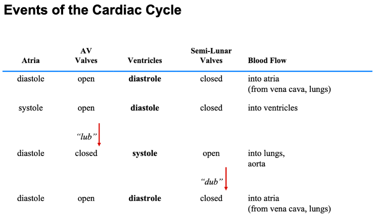 <ol><li><p>Deoxygenated blood from the body enters the right atrium.</p></li><li><p>The right atrium contracts and pumps blood into the right ventricle.</p></li><li><p>The right ventricle contracts and pumps blood to the lungs.</p></li><li><p>The lungs oxygenate the blood.</p></li><li><p>Oxygenated blood from the lungs enters the left atrium.</p></li><li><p>The left atrium contracts and pumps blood into the left ventricle.</p></li><li><p>The left ventricle contracts and pumps blood to the body.</p></li></ol>