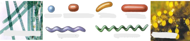 <p>Name the Shapes of the Prokaryotic Cells</p>