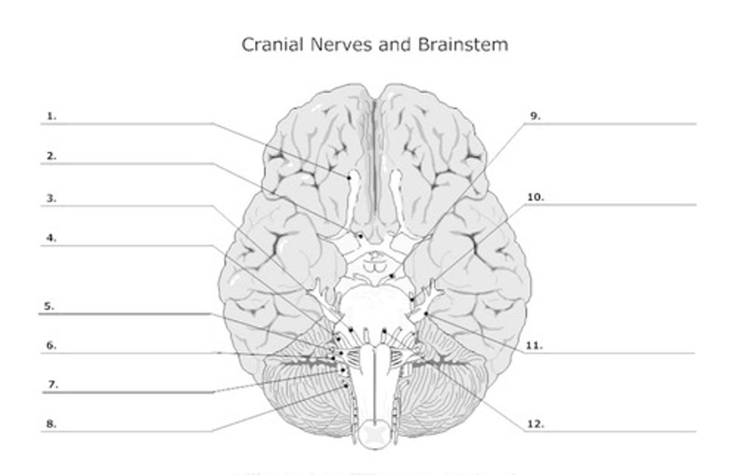 <p>What cranial nerve is represented by 10? Is it sensory or motor?</p>